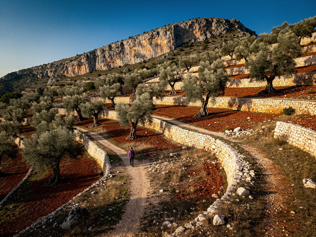 Terraced olive groves climbing a rocky hillside, with a lone walker on a dirt path